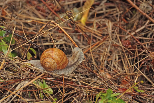 Geh&auml;useschnecke