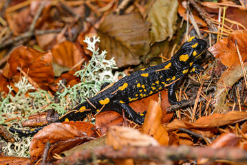 salamander