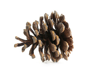 Beautiful dry pine cone isolated on white