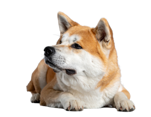 Akita dog lying quietly on a gray background, showcasing its calm demeanor and distinct coloring with a thoughtful expression