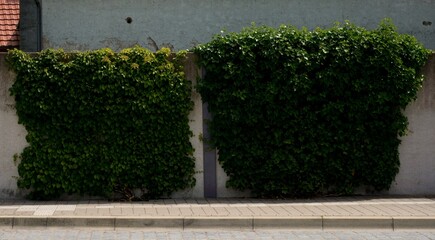 Green Ivy Growing on a Concrete Wall Along a Street