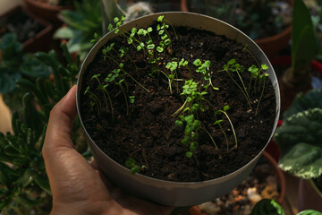 Home greenhouse propagation of plants for sustainable gardening activities