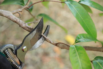 Pruning scissors cutting tree branch in farm of organic