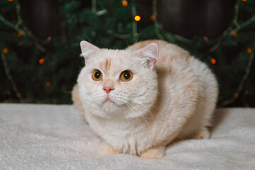 A light colored British cat lies on a fur surface against the backdrop of Christmas lights
