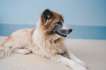 Adorable fluffy dog lying on the ground indoors, looking sideways in a relaxed posture, perfect for pet care or animal lifestyle themes.