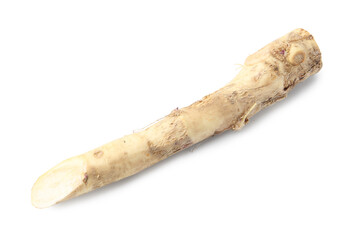 One fresh horseradish root isolated on white
