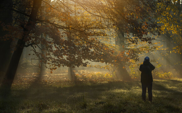 Fototapeta Jesienny mglisty poranek w parku, wschód słońca, tapeta.
