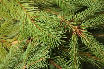 Green Christmas tree branches as background, closeup