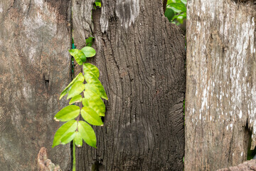 Weathered wooden planks reveal a narrow gap through which bright green leaves and foliage are growing.