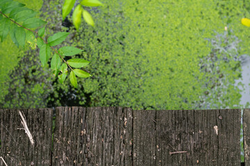 Weathered wooden planks reveal a narrow gap through which bright green leaves and foliage are growing.