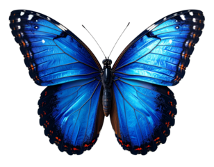 A detailed close-up of a vibrant blue butterfly in flight, wings fully open displaying iridescent blue tones with black edges, realistic body texture and natural lighting, crisp focus wiGenerative 
