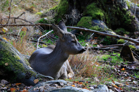 Reh (Capreolus capreolus) Reh im Wald ruhend