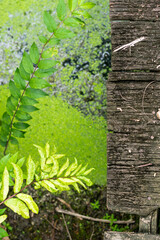 Weathered wooden planks reveal a narrow gap through which bright green leaves and foliage are growing.