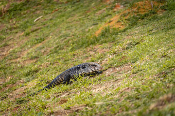 Argentine black and white tegu lizard (Salvator merianae) walking on grass in São Paulo, Brazil