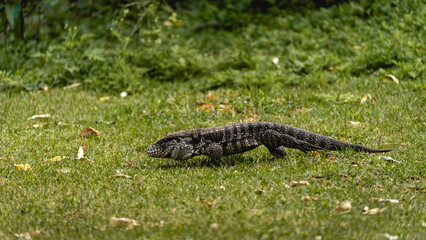 Argentine black and white tegu lizard (Salvator merianae) walking on grass in São Paulo, Brazil