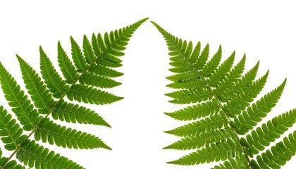 Two bright green fern fronds on white background, mirroring each other. The intricate foliage details are crisp and clear