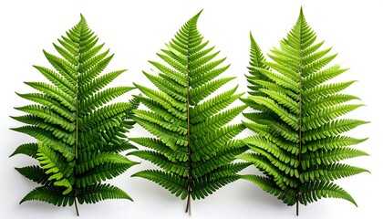 Three vibrant green fern fronds, arranged symmetrically against a stark white background. Detailed textures and natural elegance