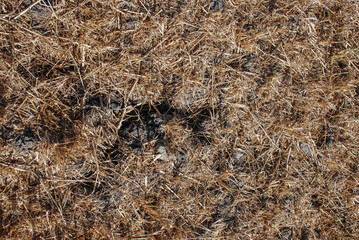 Detail of dry grass and soil