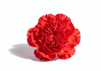 Image of a red carnation on a white background