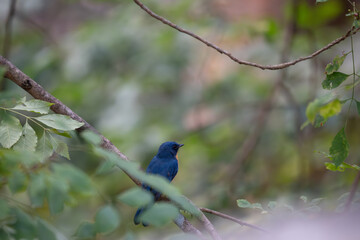 A small, beautiful Tickells blue flycatcher perched firmly on a textured tree branch, the background is a soft, dark of the forest undergrowth.