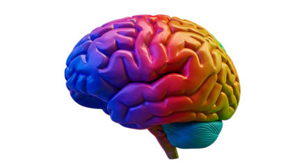 Colorful 3 D Rendered Human Brain with Cerebrum and Cerebellum, cutout, PNG isolated on white or transparent background
