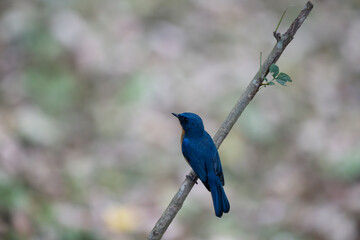 A small, beautiful Tickells blue flycatcher perched firmly on a textured tree branch, the background is a soft, dark of the forest undergrowth.