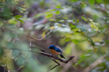A small, beautiful Tickells blue flycatcher perched firmly on a textured tree branch, the background is a soft, dark of the forest undergrowth.