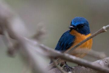 A small, beautiful Tickells blue flycatcher perched firmly on a textured tree branch, the background is a soft, dark of the forest undergrowth.