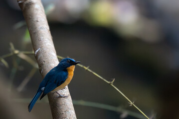 A small, beautiful Tickells blue flycatcher perched firmly on a textured tree branch, the background is a soft, dark of the forest undergrowth.