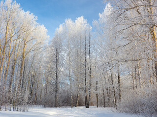 A park in winter. Russia, Ural Mountains, Perm region. Trees are covered in frost.