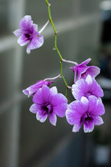 A cluster of vibrant purple and white orchids, adorned with tiny water droplets, is captured in close-up against a dark, blurred background.