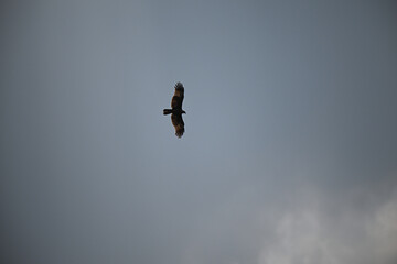 A majestic prey of eagle in a powerful silhouette as it soars high above with bright overcast sky.