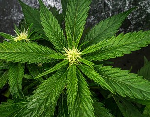 Top-down view of a cannabis plant in early bloom. Bright green leaves, serrated edges, and developing buds are visible. The background is a reflective surface