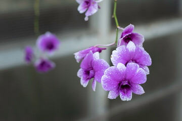 A cluster of vibrant purple and white orchids, adorned with tiny water droplets, is captured in close-up against a dark, blurred background.