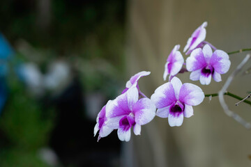 A cluster of vibrant purple and white orchids, adorned with tiny water droplets, is captured in close-up against a dark, blurred background.