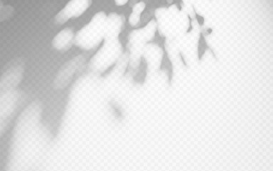 Obraz premium Shadow overlay tree branch on transparent background