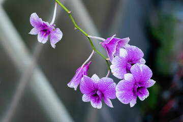A cluster of vibrant purple and white orchids, adorned with tiny water droplets, is captured in close-up against a dark, blurred background.