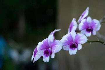 A cluster of vibrant purple and white orchids, adorned with tiny water droplets, is captured in close-up against a dark, blurred background.