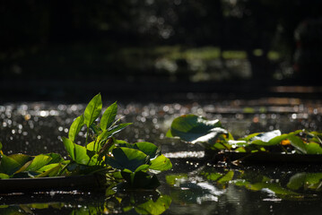 AQUATIC PLANTS - Big leaves floating on the water
