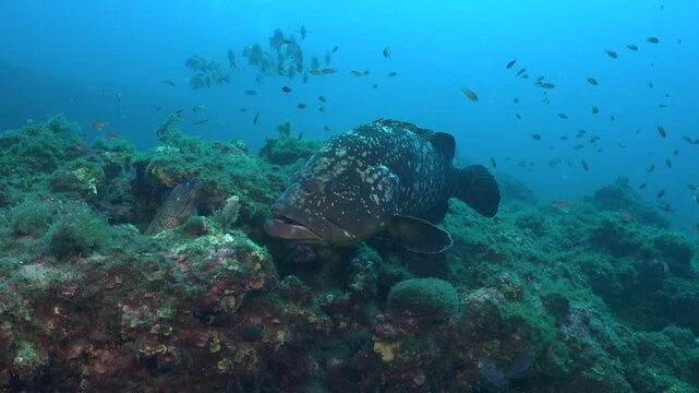 Mero Grouper front view on underwater reef in the Mediterranean Sea