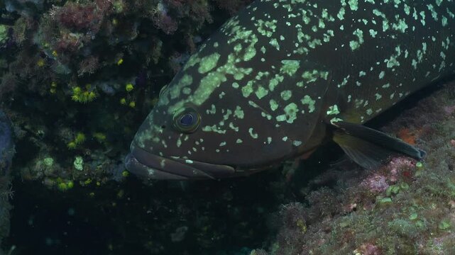Mediterranean Mero Grouper close up underwater in Spain