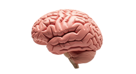 Pink human brain with detailed gyri and sulci cerebellum visible, cutout, PNG isolated on white or transparent background