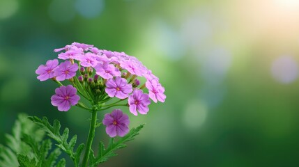 Obraz premium Close-up View of Vibrant Pink Flowers with Delicate Petals Captured in Soft Natural Light Amidst a Green Blurred Background
