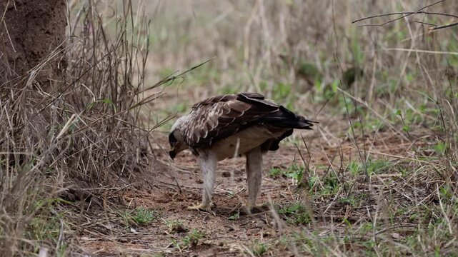  A tawny eagle feasting on emerging flying ants