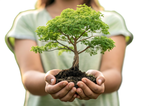 Person holding a small green tree in their hands isolated on transparent background - Powered by Adobe