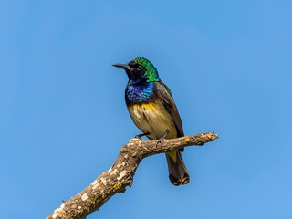 Small tropical colorful bird perched gracefully on dry branch against clear blue sky in natural outdoor environment