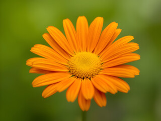 Bright orange daisy flower blooming beautifully in garden with soft blurred green background and natural sunlight macro photography