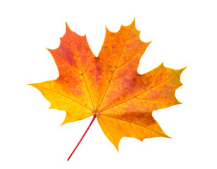 Fototapeta premium Rotes orangefarbenes Ahornblatt im Herbst isoliert auf weißem Hintergrund, Freisteller