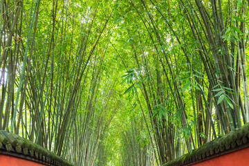 The green bamboo forest in the garden greening plant landscape