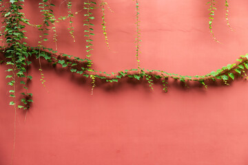 The green grapevines on the red wall